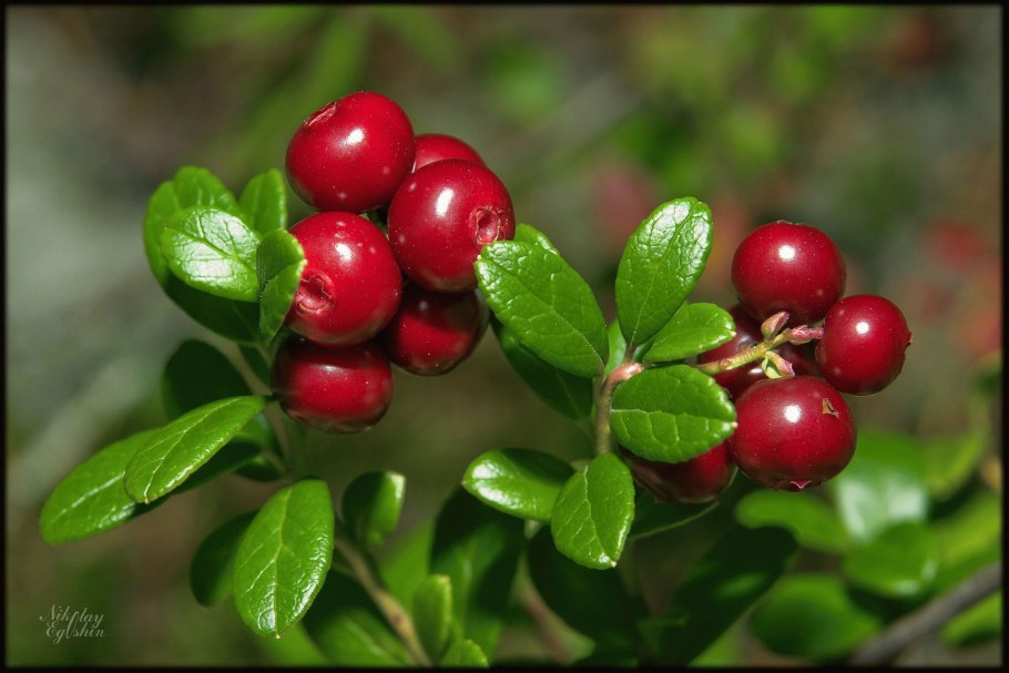 Брусника. Клюква. Красника