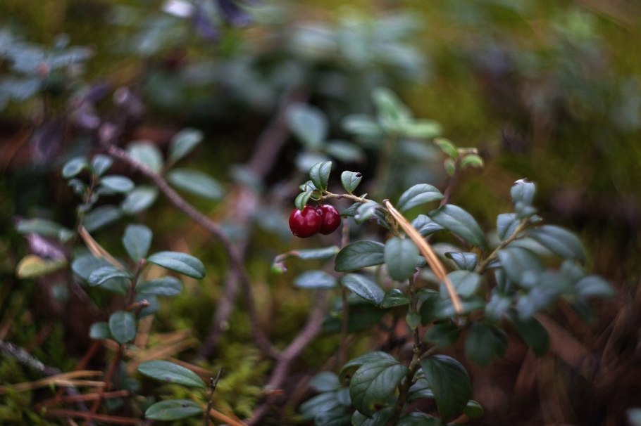 Черника в тайге