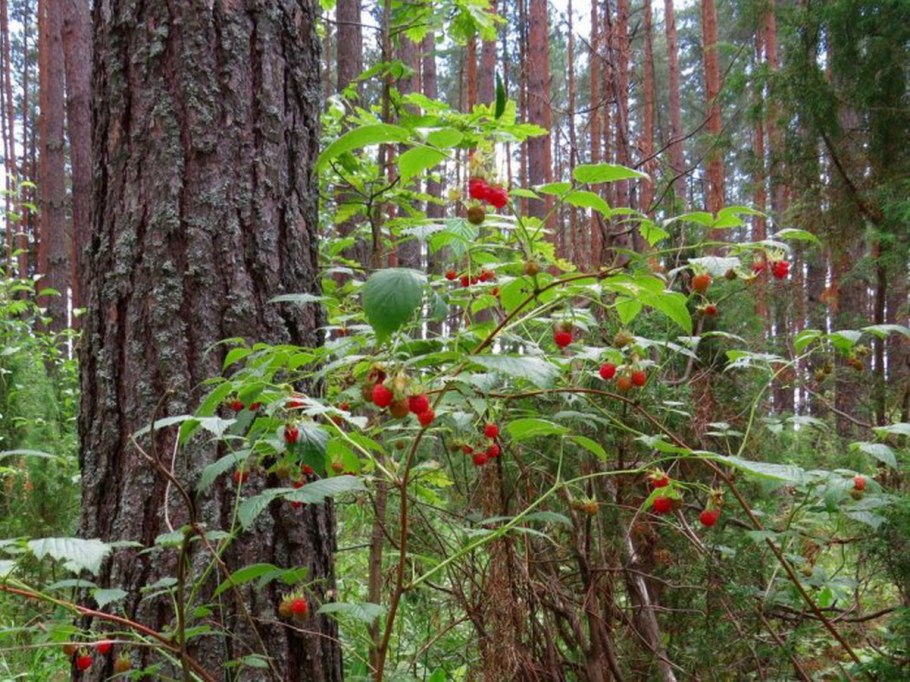 Брусника в Сибири