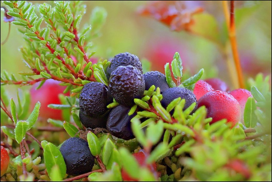 Можжевельник жимолость смородина