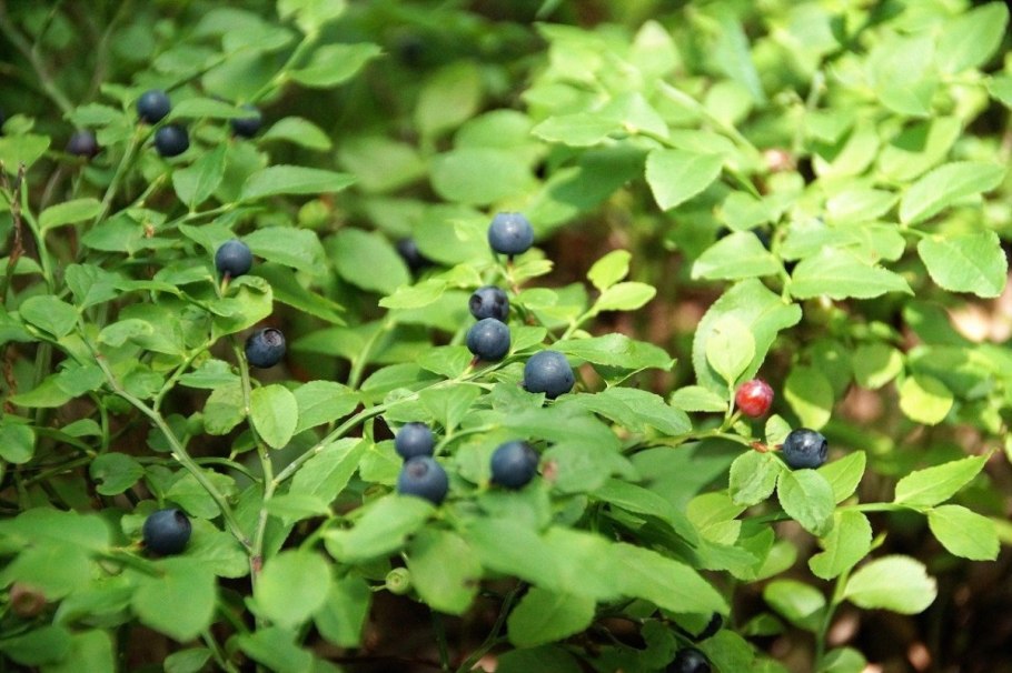 Земляника Шпанка