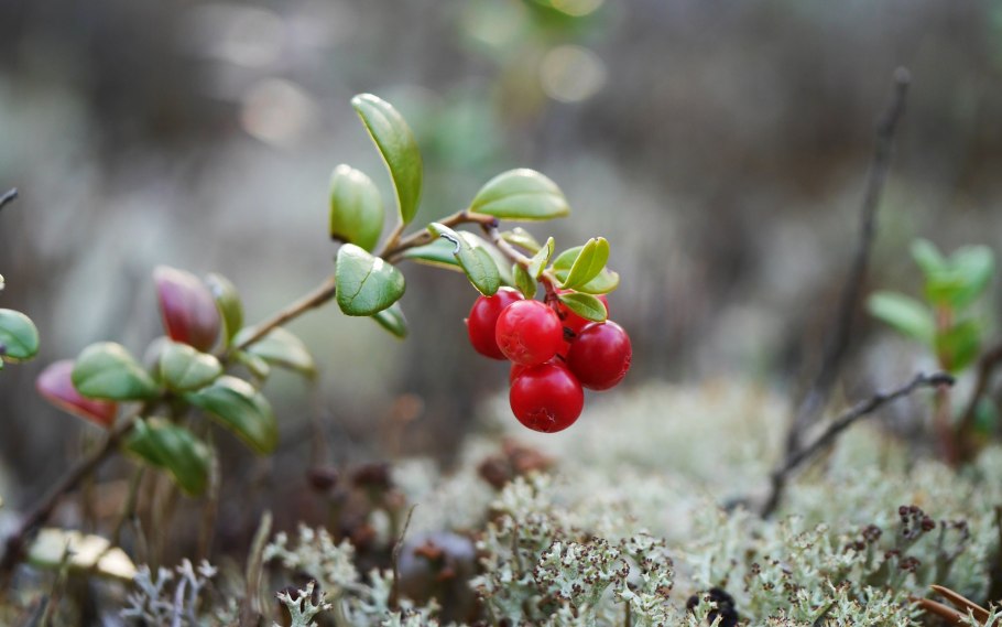 Малина Лесная