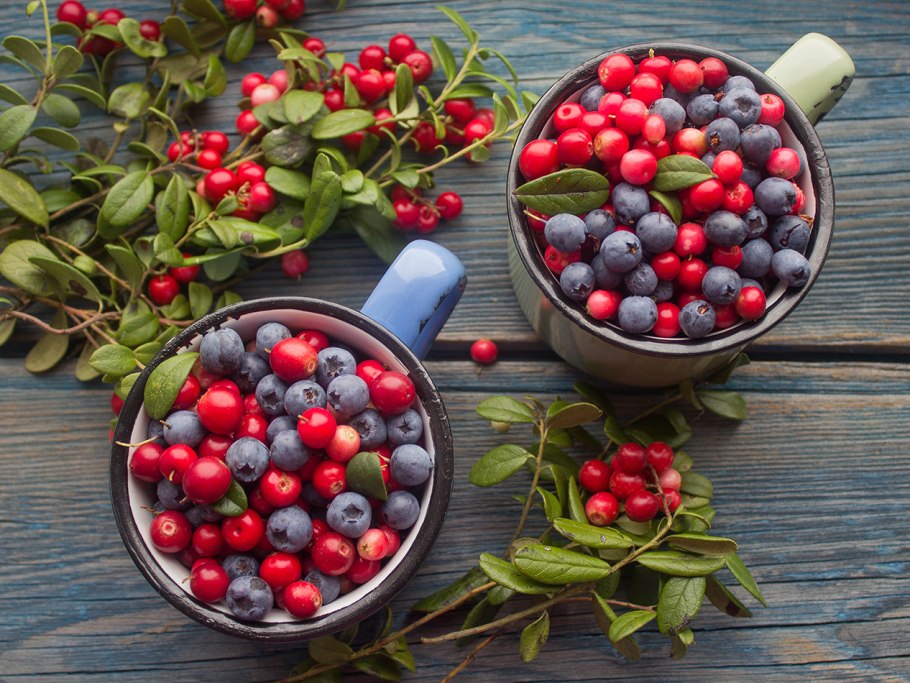 Растения тундры брусника