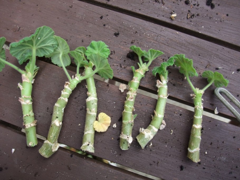 Размножение крыжовника черенками