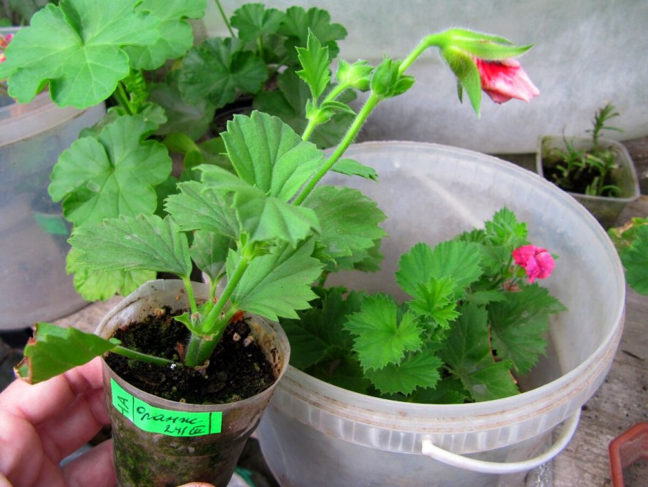 Герань Королевская черенок