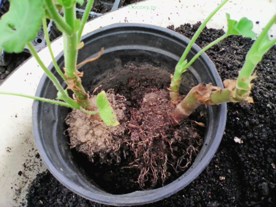 Размножить пеларгонию черенками