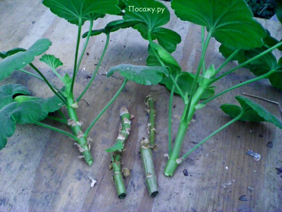 Черенкование герани