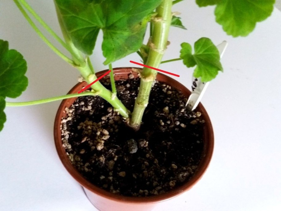 Рассады пеларгонии с корнями