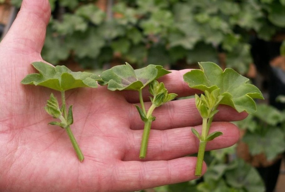 Плющелистная пеларгония черенок