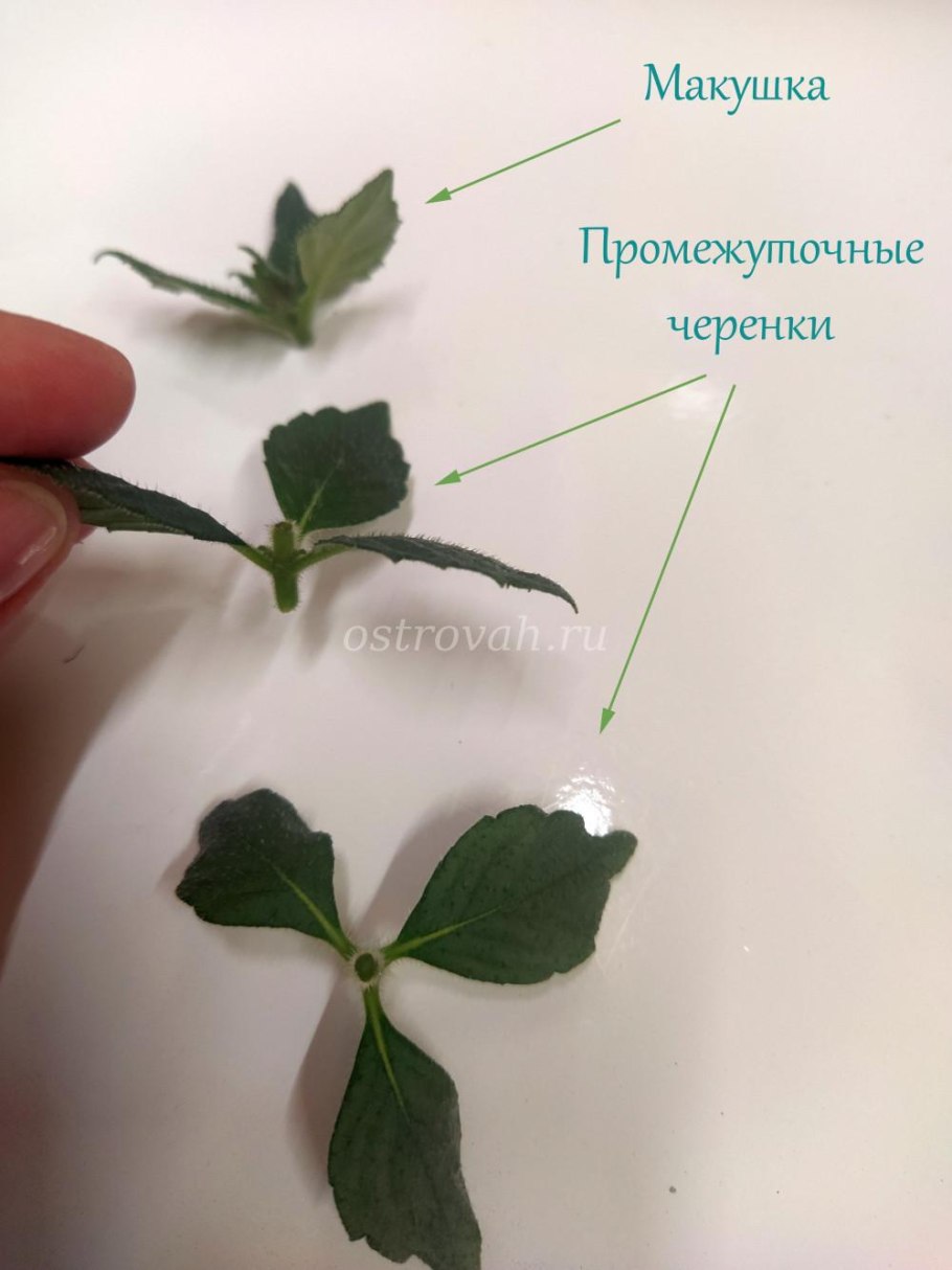 Размножение герани черенками в воде