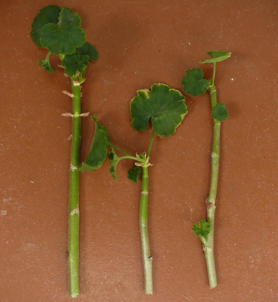 Пикировка пеларгонии