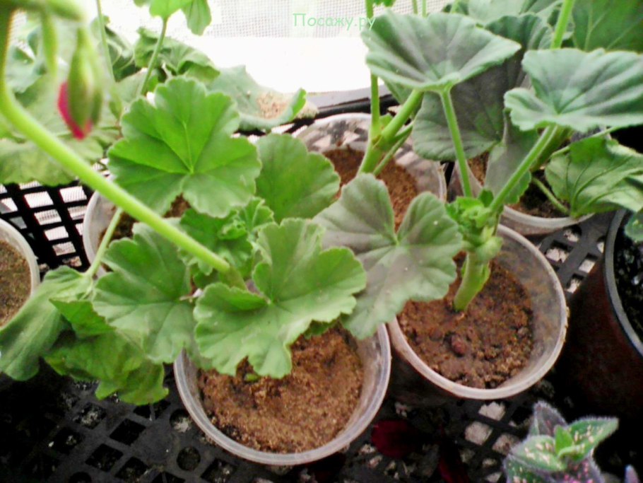 Стеблевой черенок герани