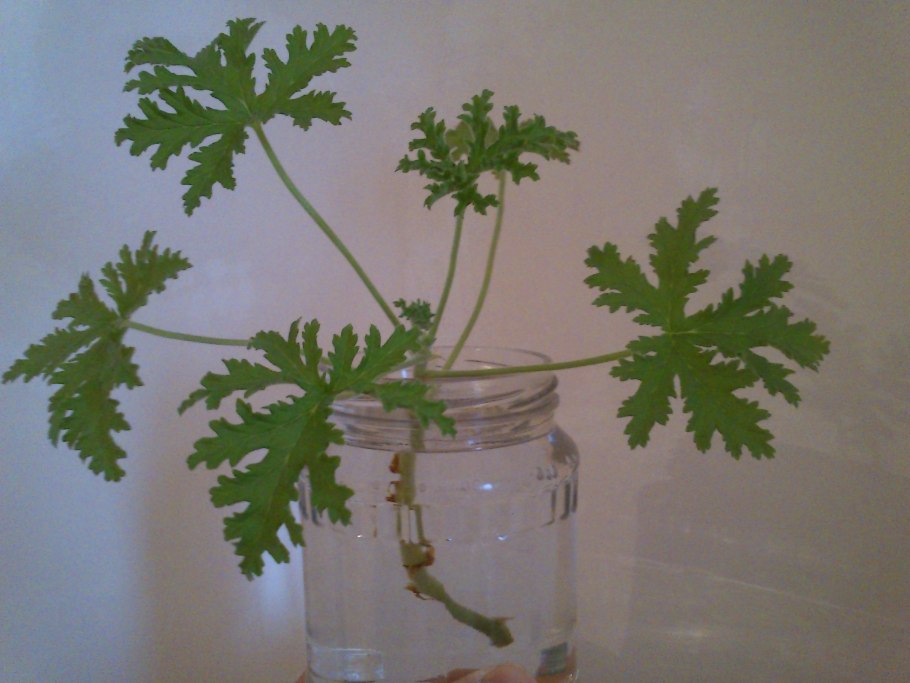 Пеларгония душистая герань