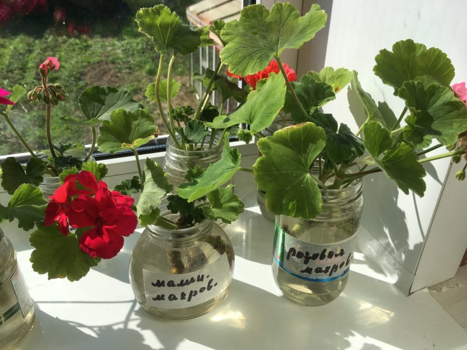 Герань черешковая