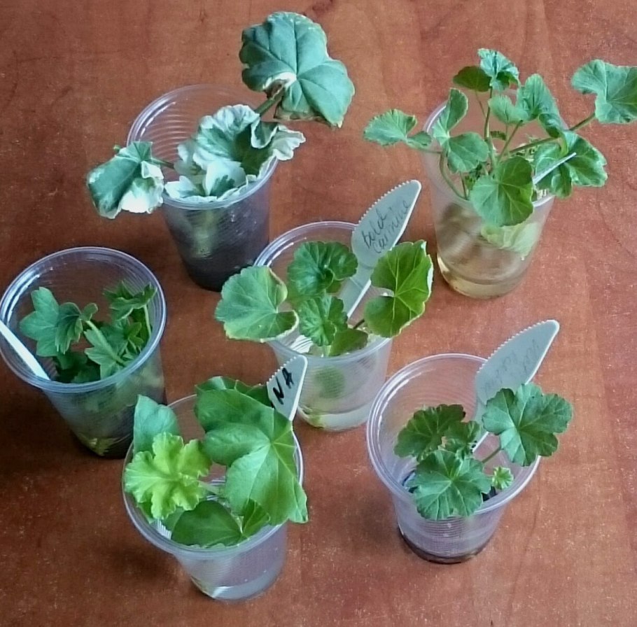 Душистая герань черенки