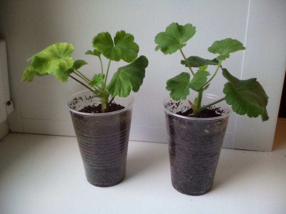 Пеларгония осень черенкуем