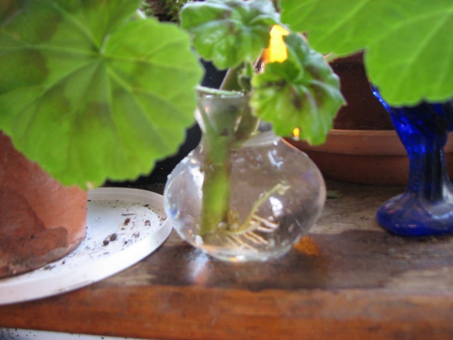 Рассада герани черенками