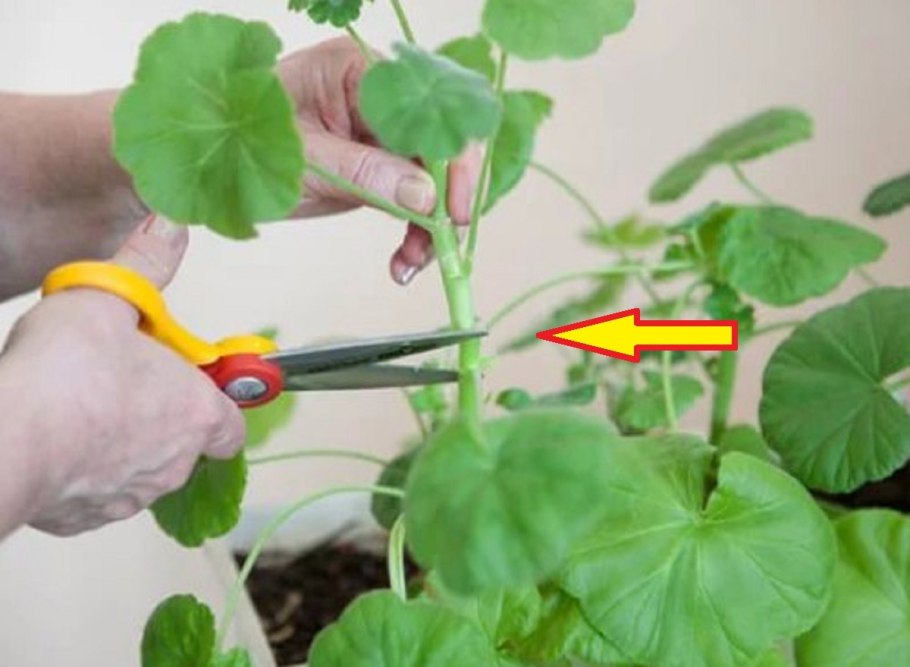 Корни пеларгонии