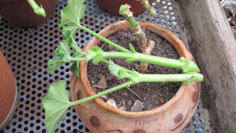 Черенкование пеларгонии