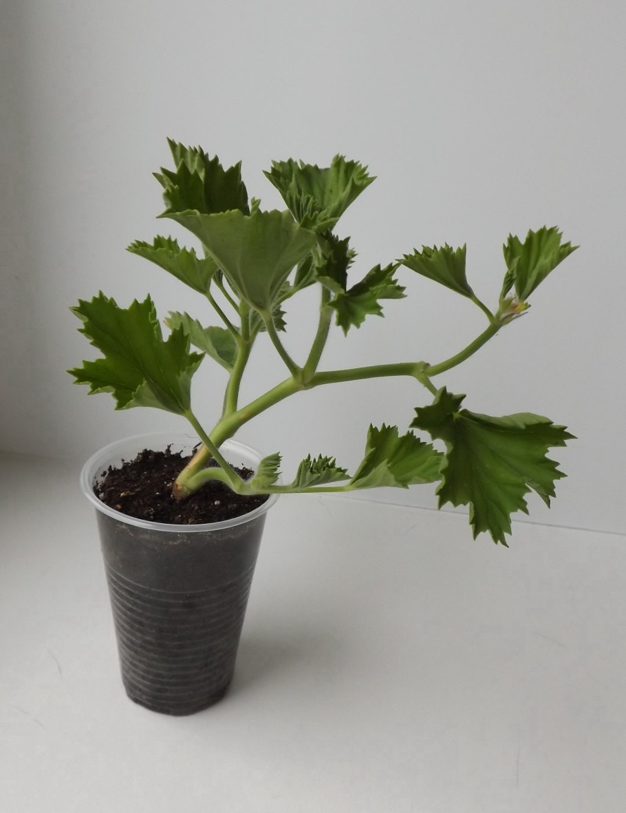 Укоренение черенков герани в воде