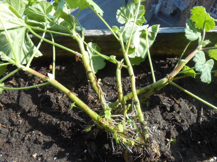 How to propagate Geraniums from Cuttings