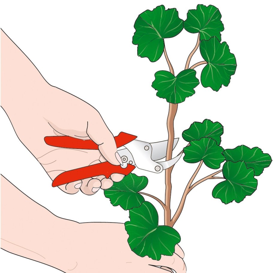 Пеларгония Росток