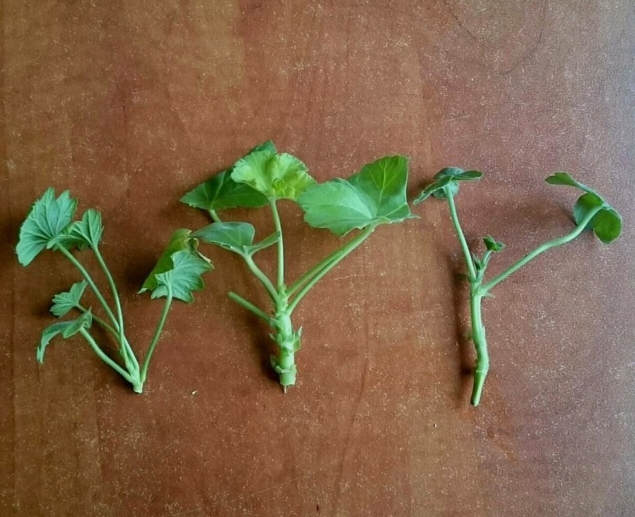 Черенкование герани