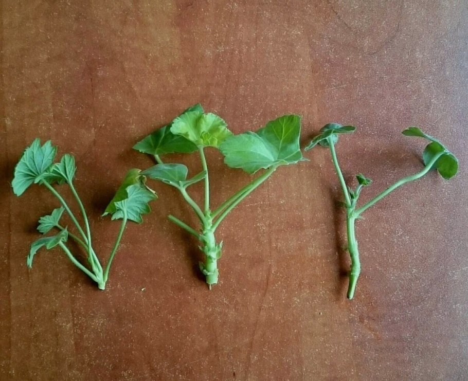 Dung Geul dung Geul Miso пеларгония