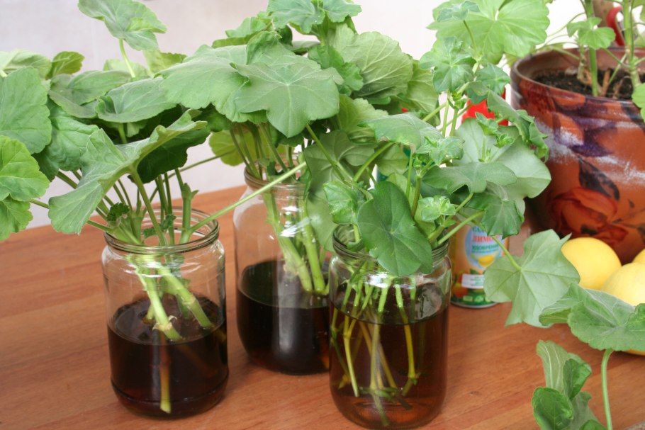 Черенки герани Калюс