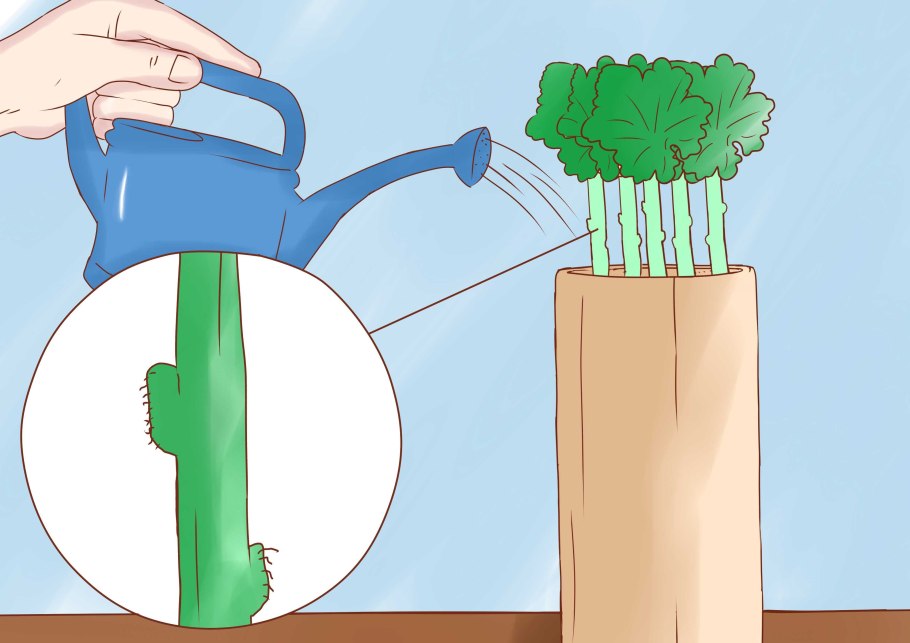 Ива размножается черенками
