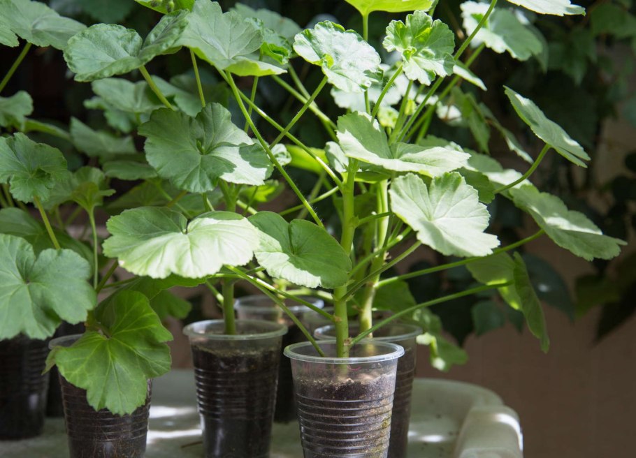 Черенок герани без листьев