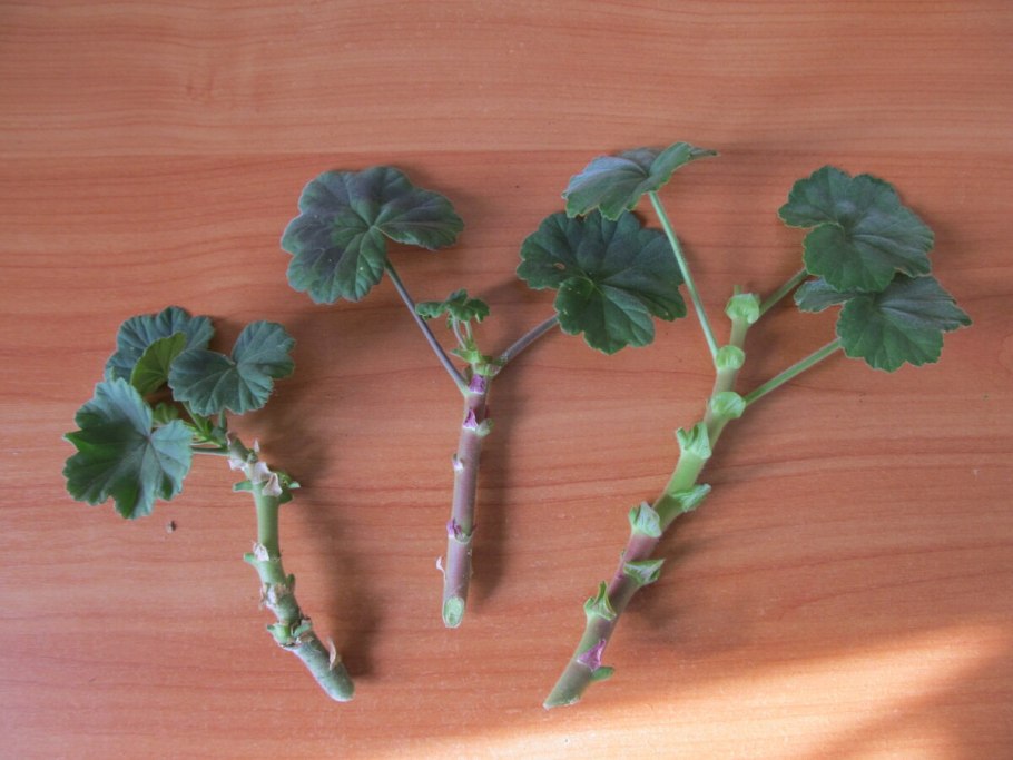 Стеблевой черенок герани