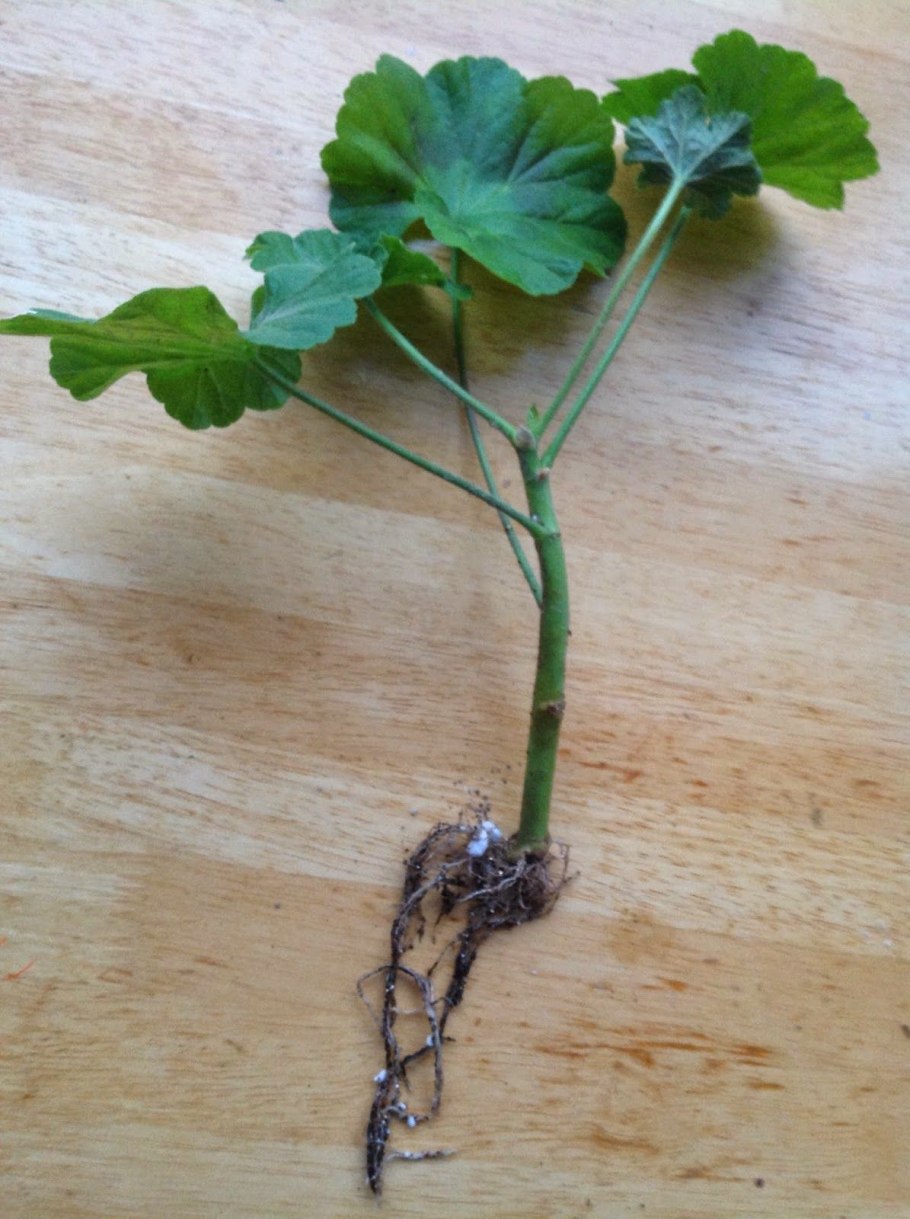 Черенкование ампельной петунии