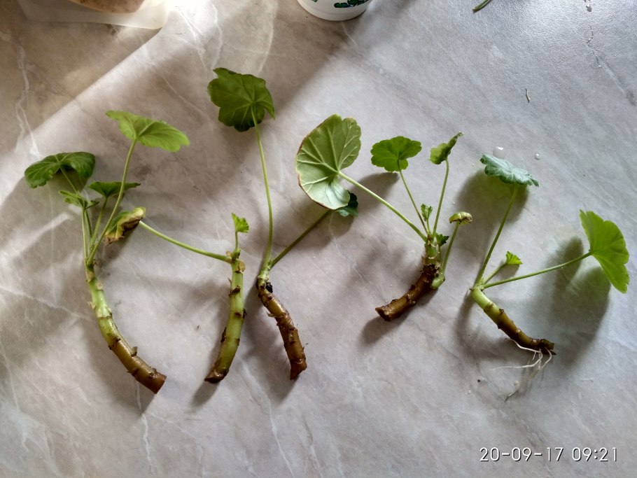 Герань листом размножается