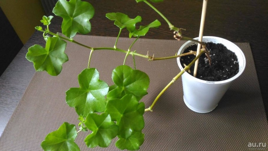 Королевская герань отводка