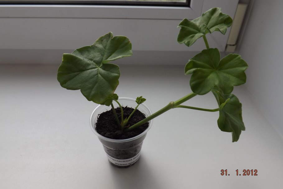 Черенкование королевской герани