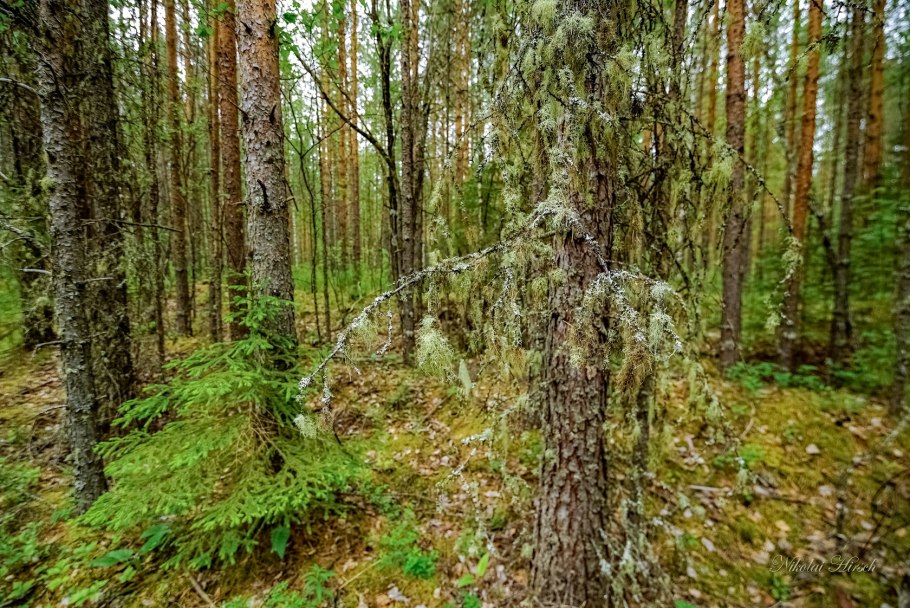 Мох ягель грибы
