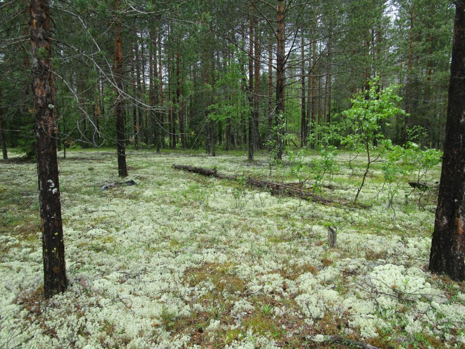 Поляна с ягелем