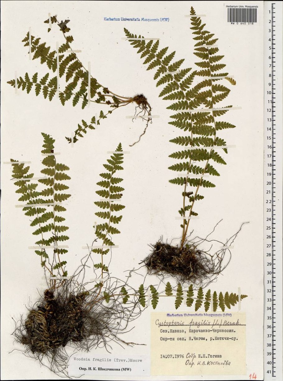 Папоротник Вудсия