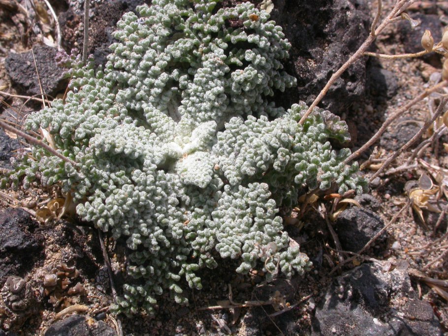 Вудсия известняковая в гербарии фото