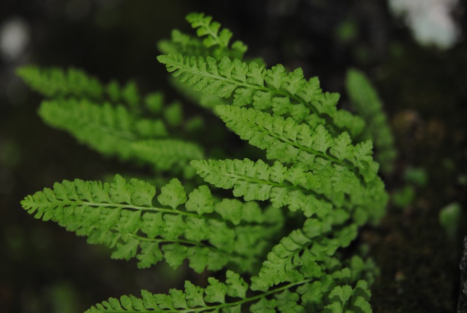 Вудсия многорядниковая Woodsia polystichoides