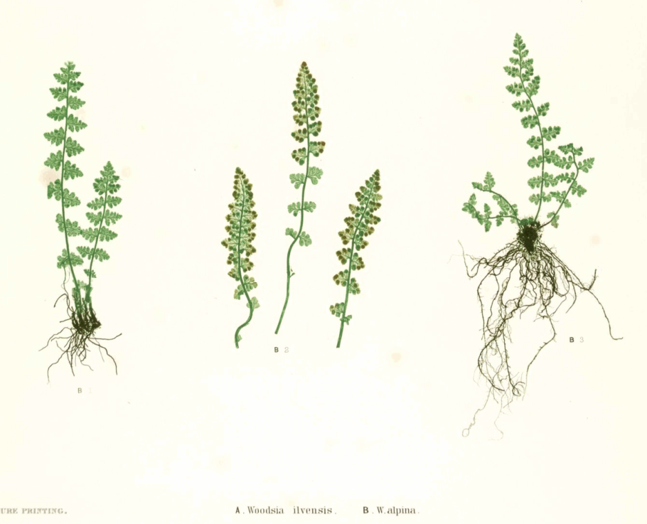 Woodsia Ilvensis гербарий