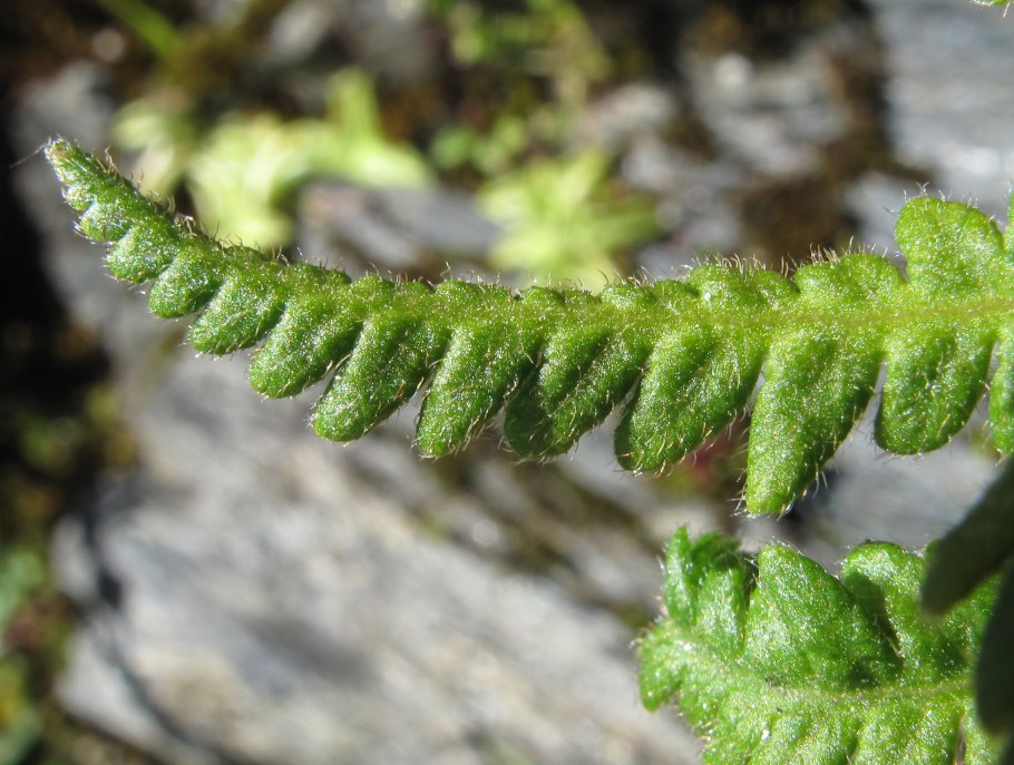 Woodsia Ilvensis Сорус