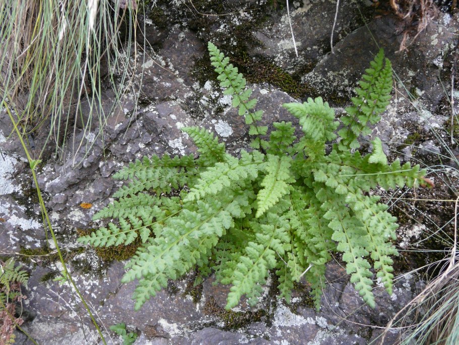 Папоротник Вудсия