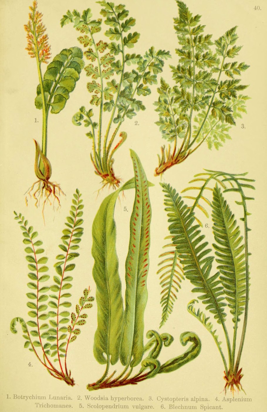 Woodsia Ilvensis