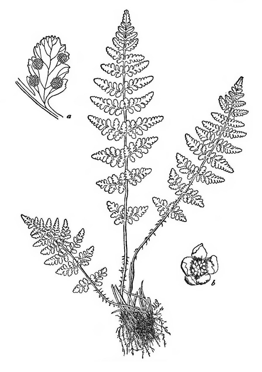 Athyrium spicatum варенс