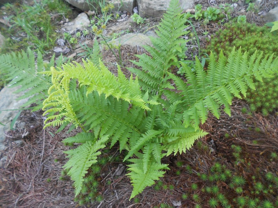 Гроздовник виргинский – Botrychium virginianum (l.) SW.