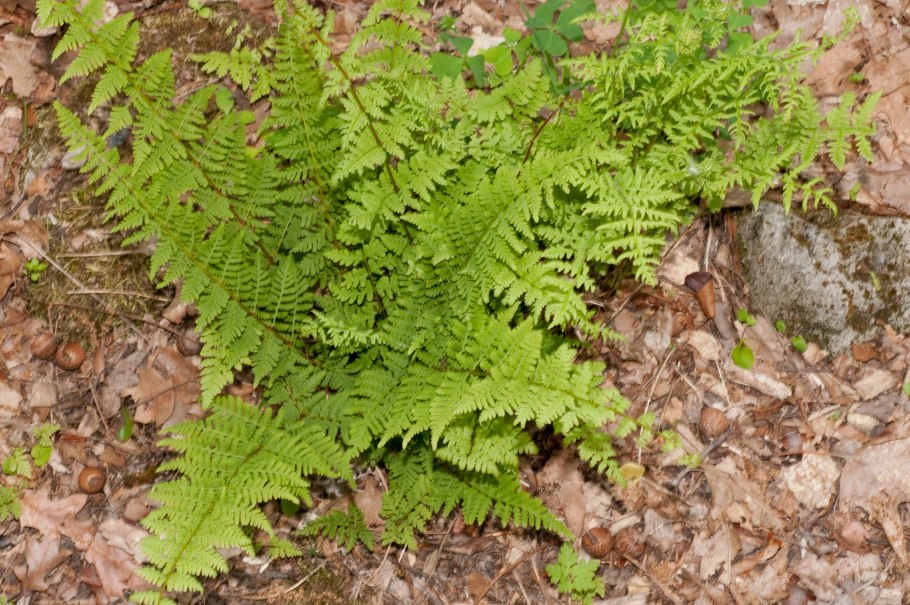 Вудсия Северная (Woodsia Ilvensis)