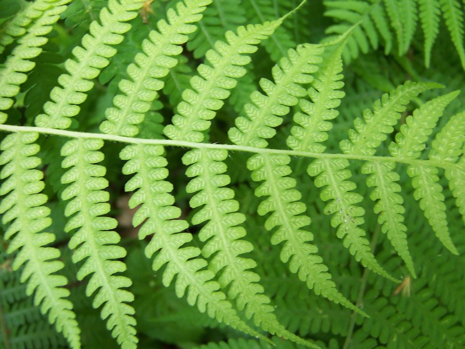 Многорядник трехраздельный