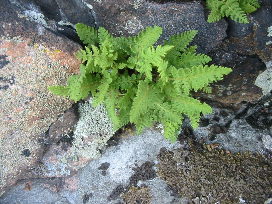 Вудсия Альпийская (Woodsia Alpina)